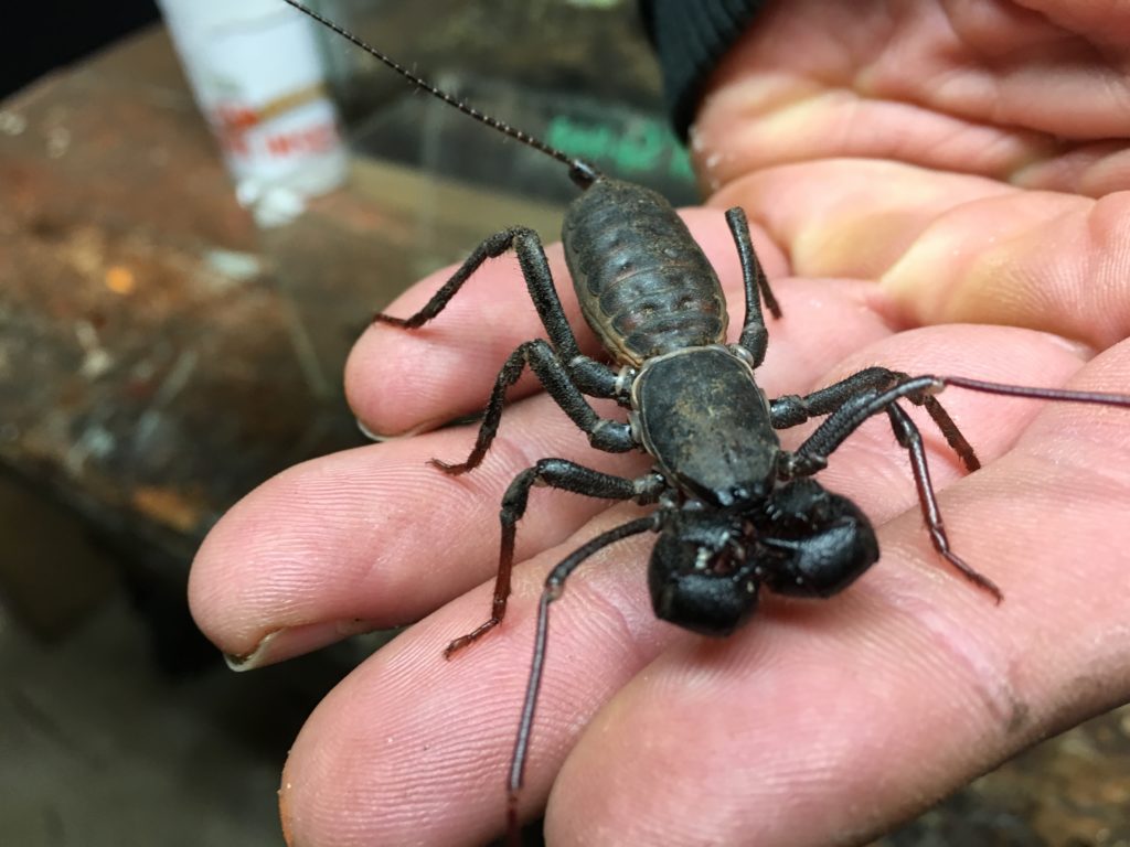 science Archives Tony's Creepy Crawly Zoo