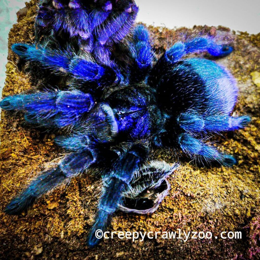 tony tarantula