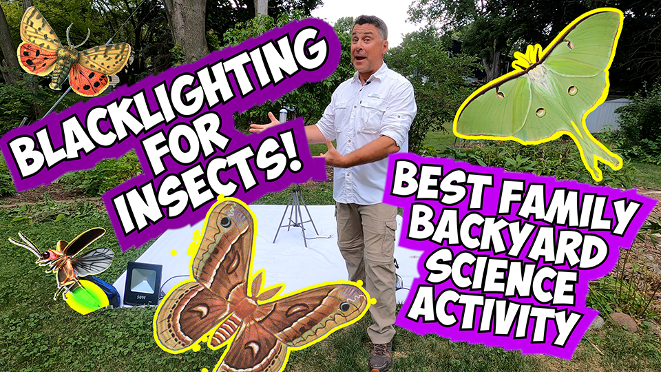 FAMILY BACKYARD SCIENCE  BLACK LIGHTING FOR INSECTS